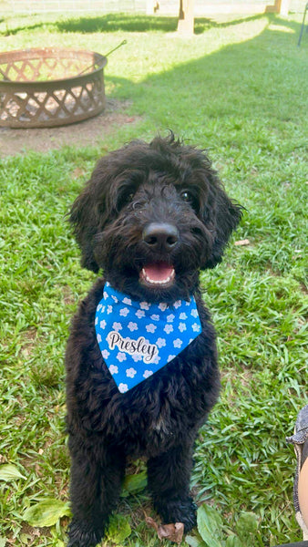 Daisy Over the Collar Bandana