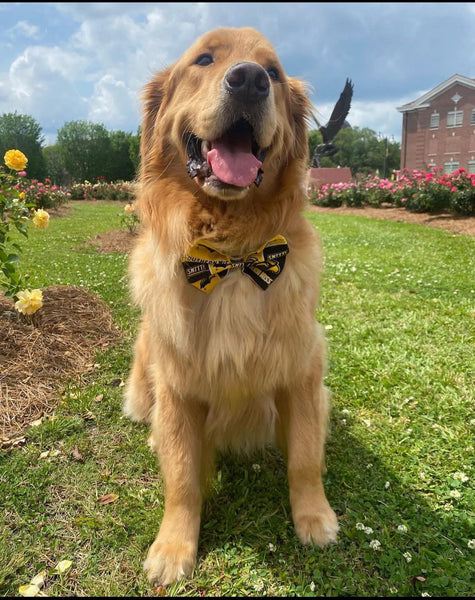 SMTTT Bow-Tie