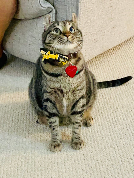 SMTTT Bow-Tie