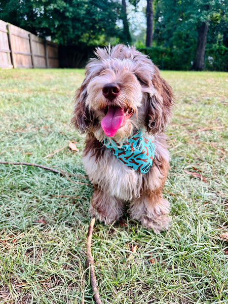 Branch Manager Over the Collar Bandana