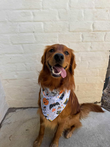 Spooktacular Over the Collar Bandana
