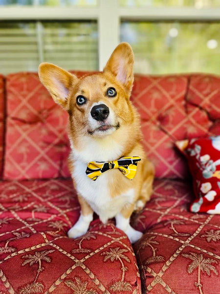 SMTTT Bow-Tie