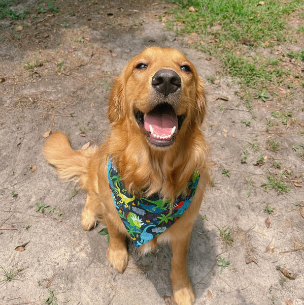 Jurassic Bark Over the Collar Bandana