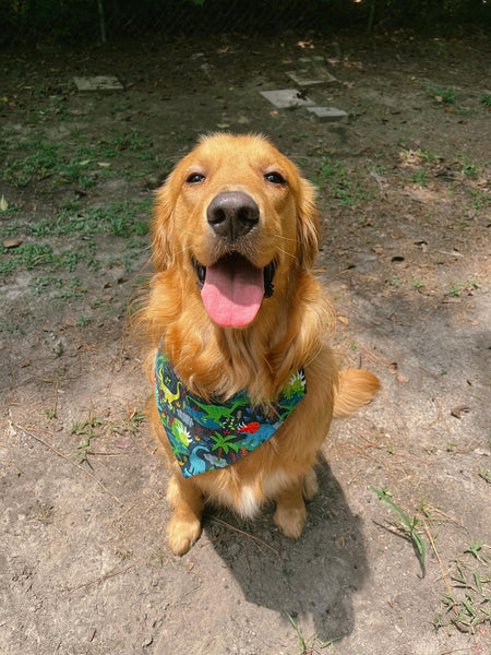 Jurassic Bark Over the Collar Bandana