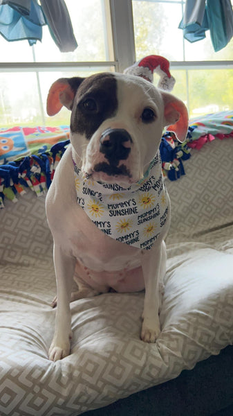 Mommy's Sunshine Over the Collar Bandana