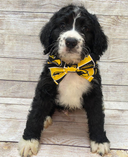 SMTTT Bow-Tie