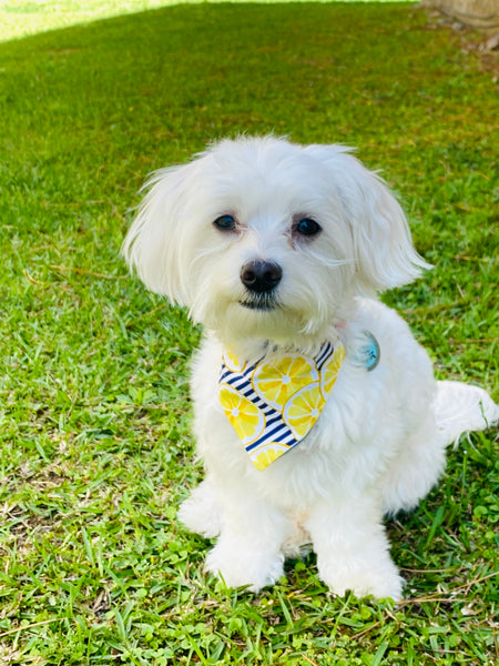 Lemons Over the Collar Bandana