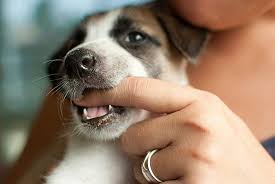 Dog Trainer Tips: Puppy Nipping and Biting