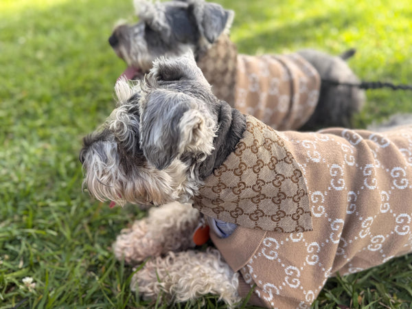 These schnauzers are wearing a XL and 2XL!