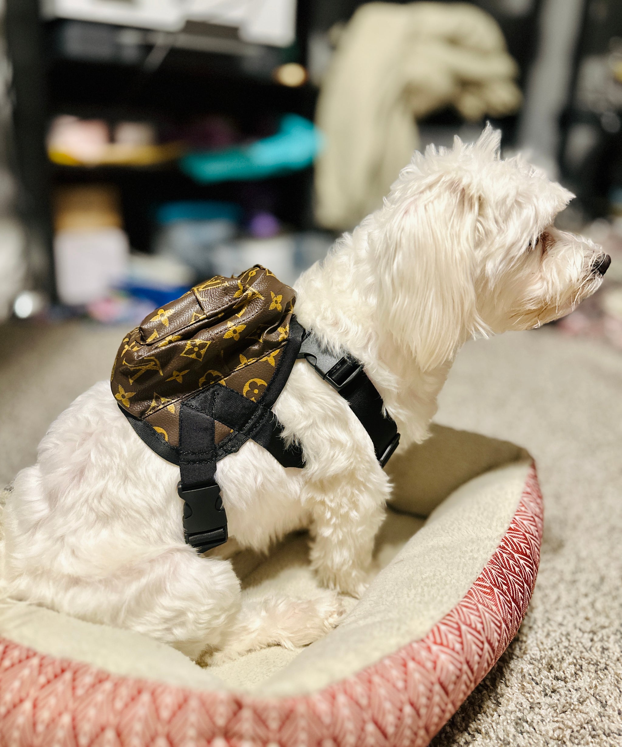 dog backpack louis vuitton Chewy Vuitton Pet Backpack – Doggie Essentials Pawtique