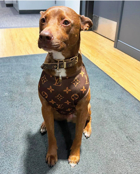 Louis Pawton Pet Shirt