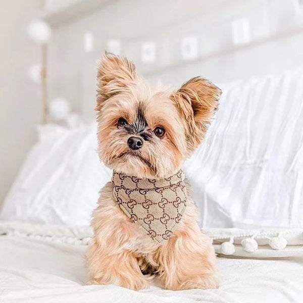 Pawcci Bandana & Collar